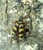 Leptura aurulenta